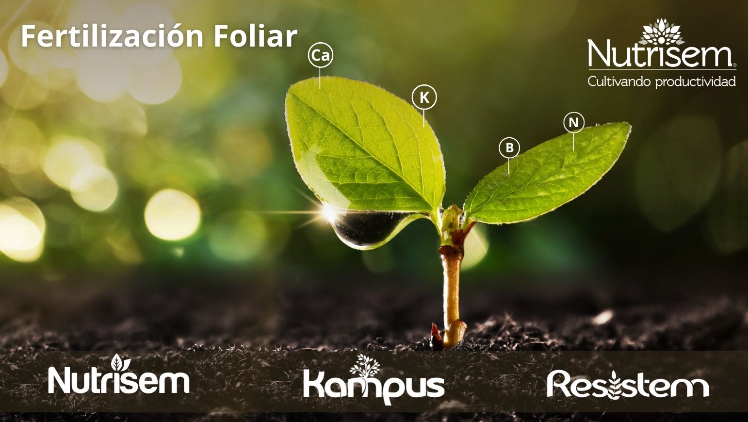 La importancia de la fertilizaciÃ³n foliar para lograr excelentes cultivos
