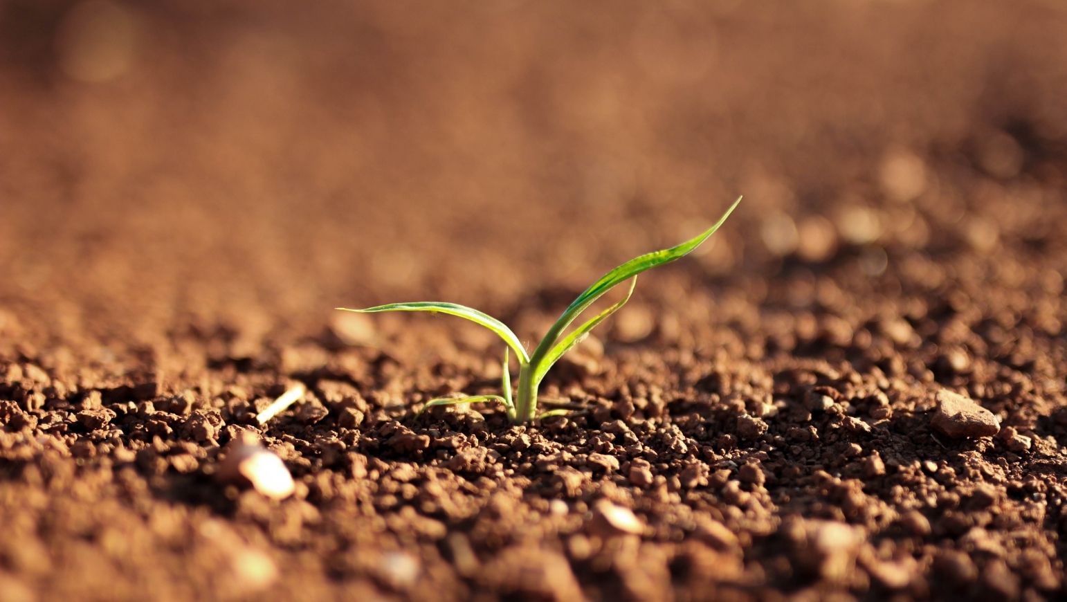 Los suelos y su importancia en la producciÃ³n de cultivos