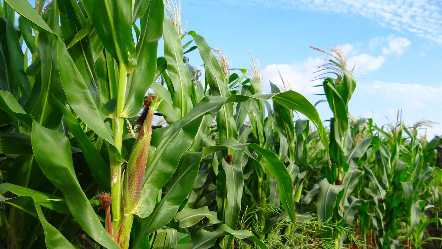 Â¿CÃ³mo aumentar de manera sostenible la rentabilidad de los cultivos?