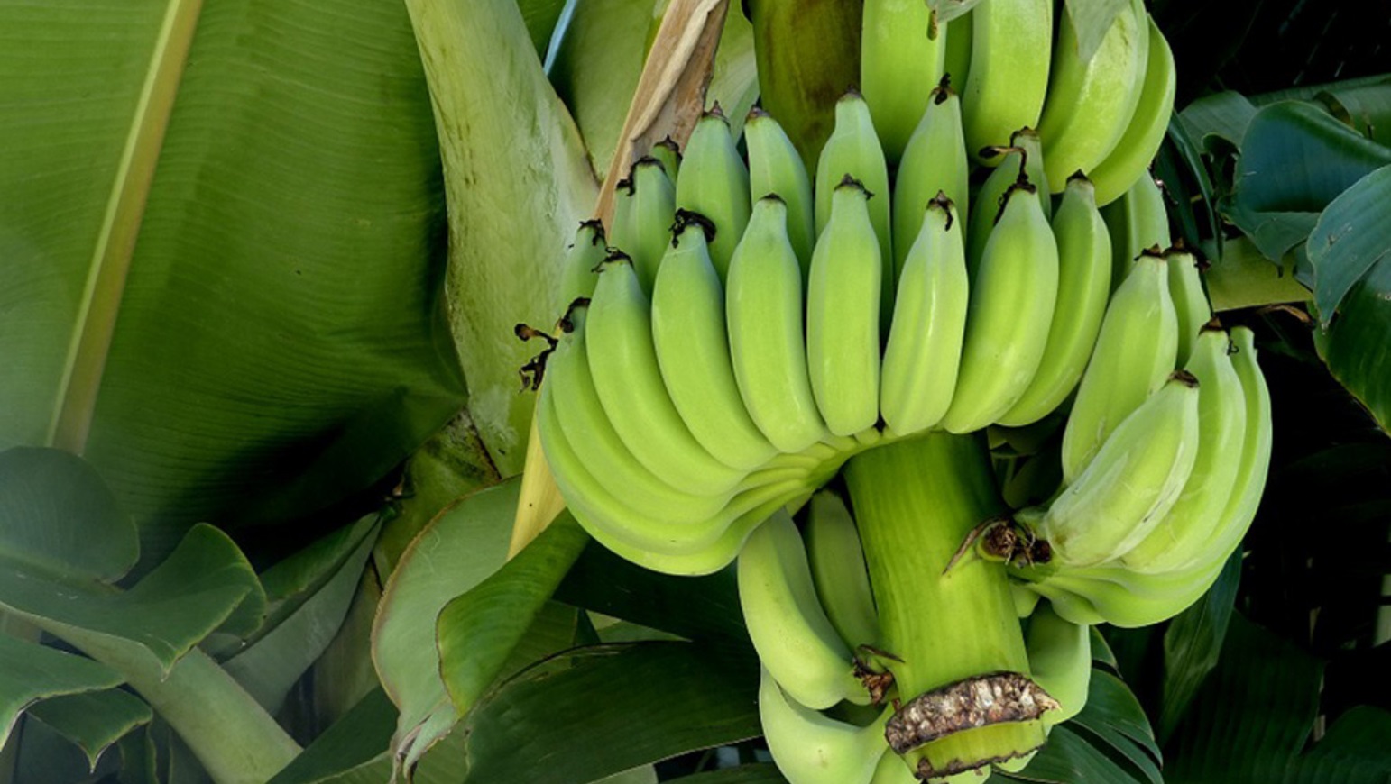 La Sigatoka Negra, la enfermedad del Banano