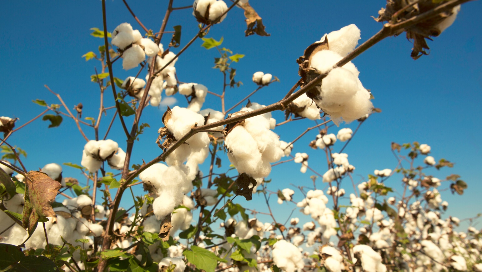 La mosca blanca: daños, prevención y control en cultivos de algodón.