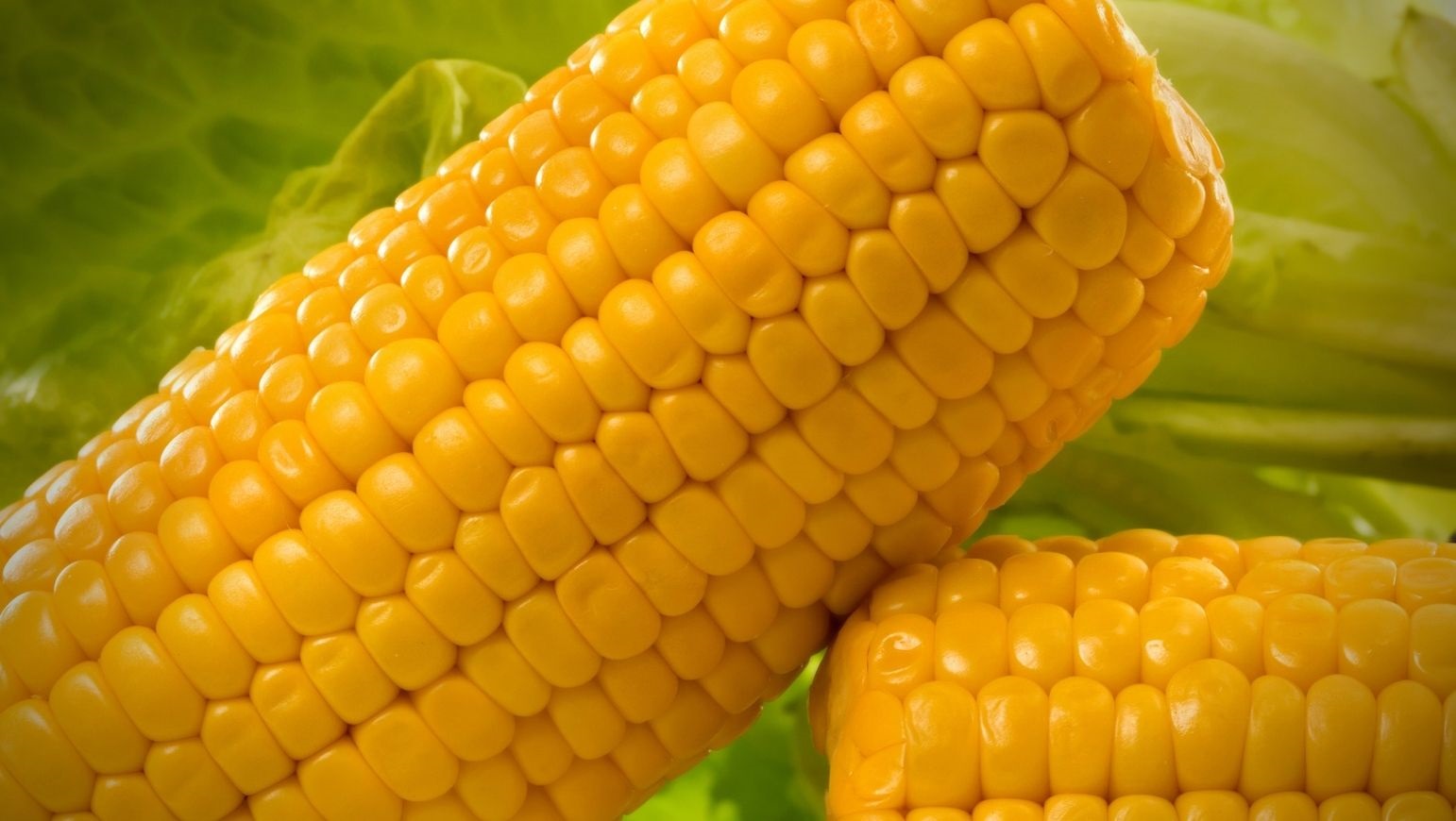 Nutrición eficiente en cultivo de maíz