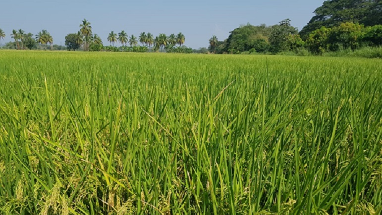 El aumento de la productividad en cultivos de arroz